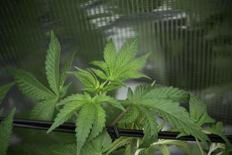 Blue Waffle F1 Zamnesia Pheno A. Week 5 - Blue Waffle F1 – Pheno A