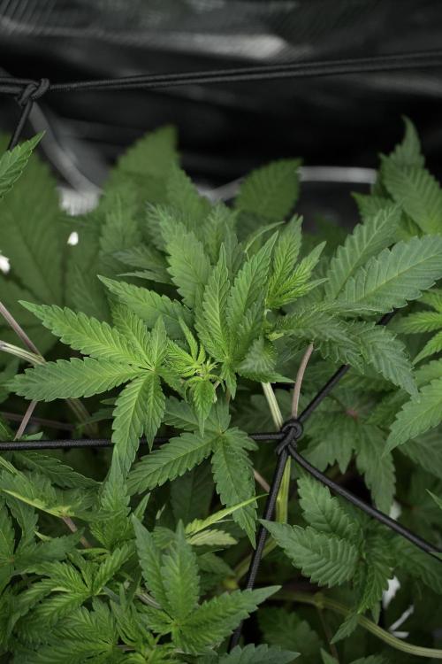 Blue Waffle F1 Zamnesia Pheno A. Week 5 - Blue Waffle F1 – Pheno A