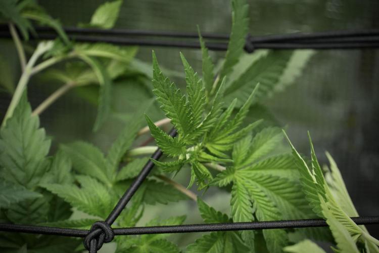 Blue Waffle F1 Zamnesia Pheno A. Week 5 - Blue Waffle F1 – Pheno A