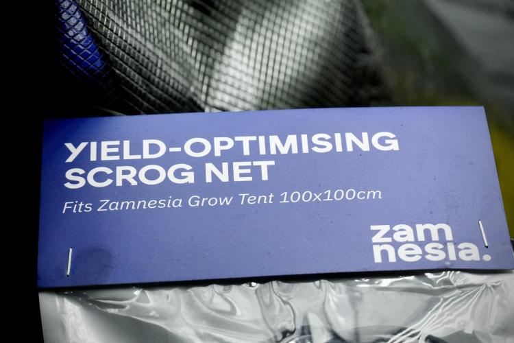 Blue Waffle F1 Zamnesia Pheno A. Week 5 - Zamnesia Scrog Net