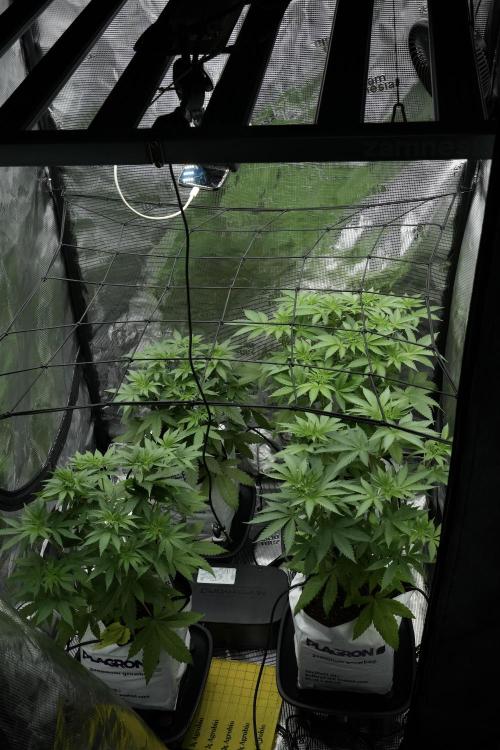 Blue Waffle F1 Zamnesia Pheno A. Week 5 - Zamnesia Scrog Net