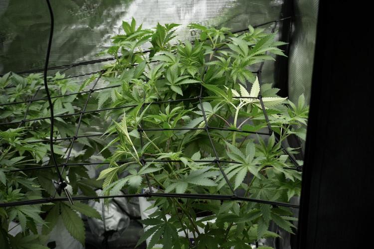 Blue Waffle F1 Zamnesia Pheno A. Week 5 - Zamnesia Scrog Net