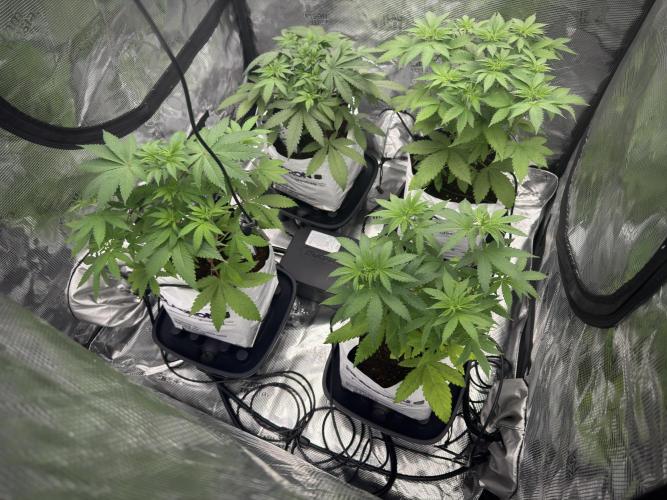 Blue Waffle F1 Zamnesia Pheno A. Week 5 - Mars Hydro  Drip and Drain system 