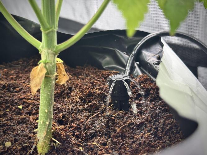 Blue Waffle F1 Zamnesia Pheno A. Week 5 - Mars Hydro  Drip and Drain system 