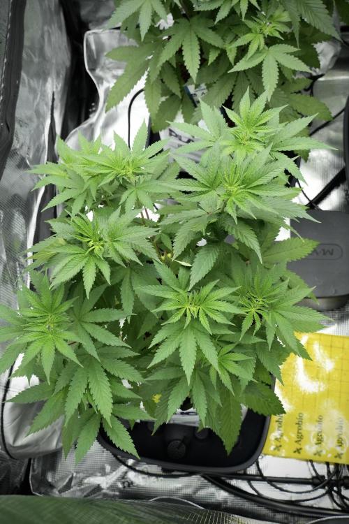 Pheno B Blue Waffle  F1 Zamnesia. Week 5 - Blue Waffle F1 – Pheno B before scrog 