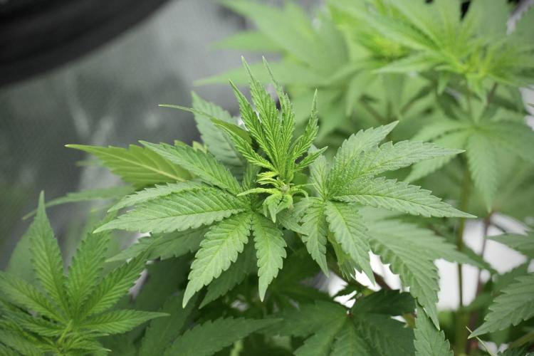 Pheno B Blue Waffle  F1 Zamnesia. Week 5 - Blue Waffle F1 – Pheno B before scrog 