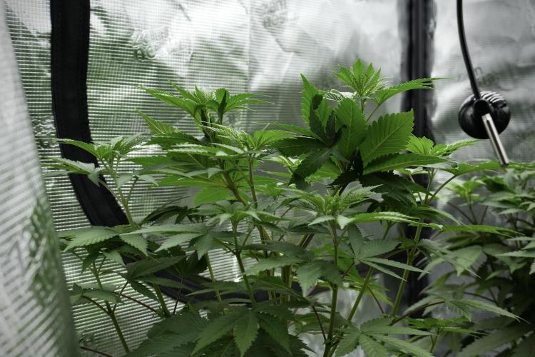 Pheno B Blue Waffle  F1 Zamnesia. Week 5 - Blue Waffle F1 – Pheno B before scrog 