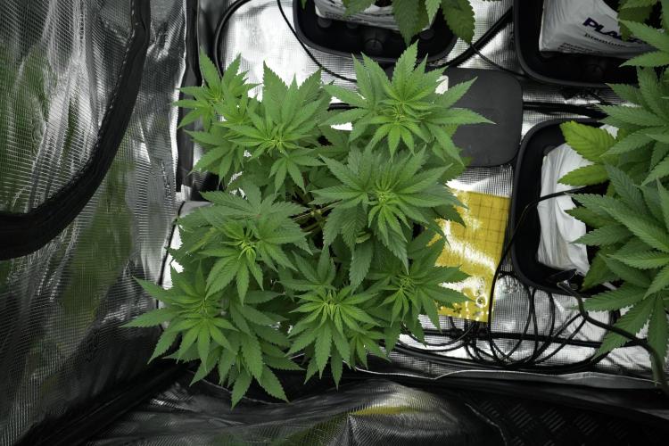 Pheno B Blue Waffle  F1 Zamnesia. Week 5 - Blue Waffle F1 – Pheno B before scrog 