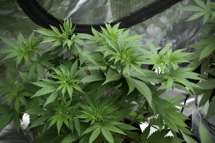 Pheno B Blue Waffle  F1 Zamnesia. Week 5 - Blue Waffle F1 – Pheno B before scrog 