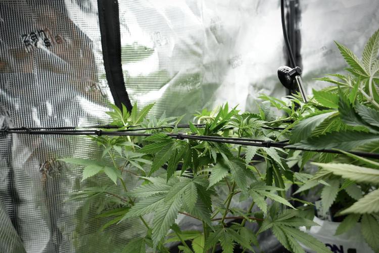Pheno B Blue Waffle  F1 Zamnesia. Week 5 - Blue Waffle F1 – Pheno B after scrog 