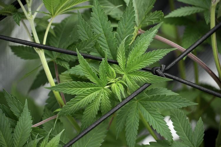 Pheno B Blue Waffle  F1 Zamnesia. Week 5 - Blue Waffle F1 – Pheno B after scrog 