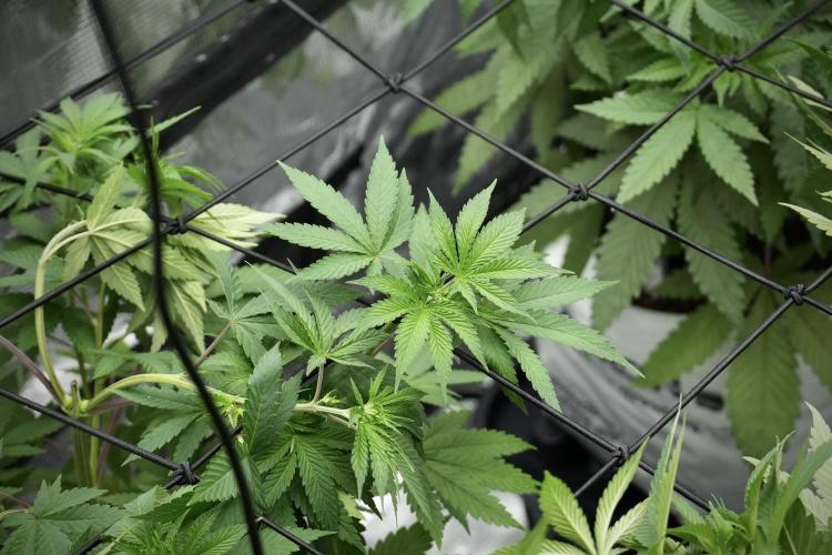 Pheno B Blue Waffle  F1 Zamnesia. Week 5 - Blue Waffle F1 – Pheno B after scrog 