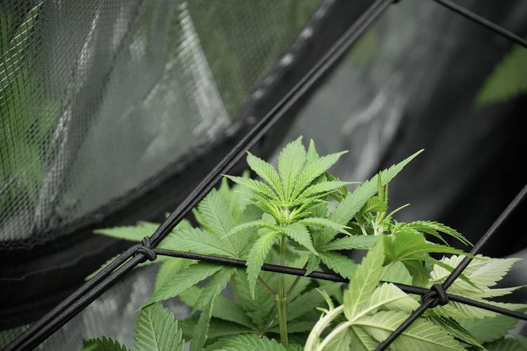 Pheno B Blue Waffle  F1 Zamnesia. Week 5 - Blue Waffle F1 – Pheno B after scrog 