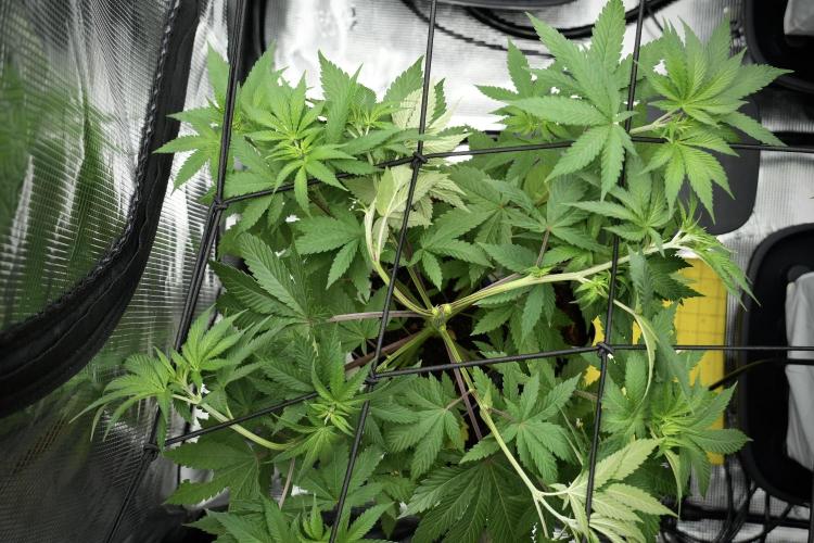 Pheno B Blue Waffle  F1 Zamnesia. Week 5 - Blue Waffle F1 – Pheno B after scrog perfect topping