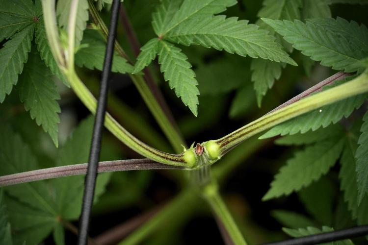 Pheno B Blue Waffle  F1 Zamnesia. Week 5 - Blue Waffle F1 – Pheno B after scrog 