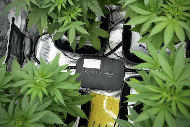 Pheno B Blue Waffle  F1 Zamnesia. Week 5 - Mars Hydro Drip and Drain system 