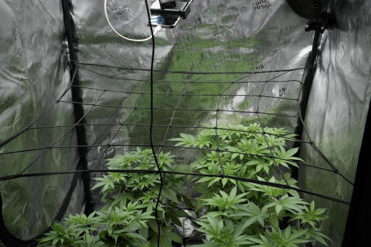 Pheno B Blue Waffle  F1 Zamnesia. Week 5 - Zamnesia Scrog net installation 