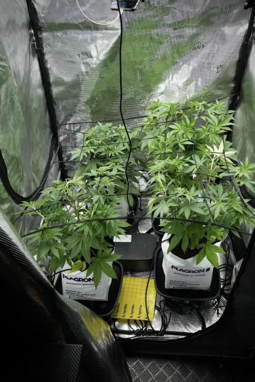Pheno B Blue Waffle  F1 Zamnesia. Week 5 - Zamnesia Scrog net installation 