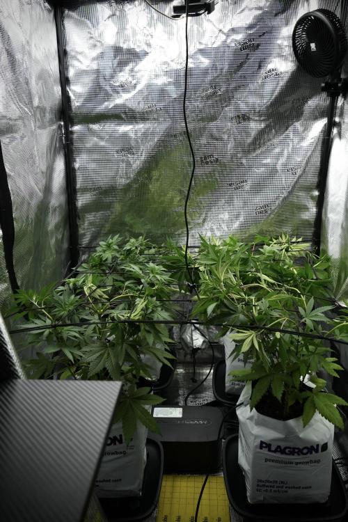 Pheno B Blue Waffle  F1 Zamnesia. Week 5 - Zamnesia Scrog net installation 