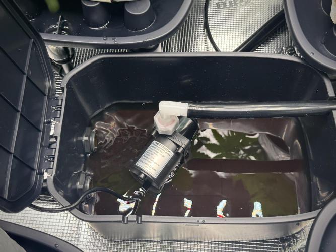 Pheno B Blue Waffle  F1 Zamnesia. Week 5 - Mars Hydro Drip and Drain system 