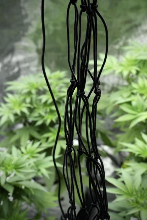 Pheno B Blue Waffle  F1 Zamnesia. Week 5 - Zamnesia Scrog net installation 