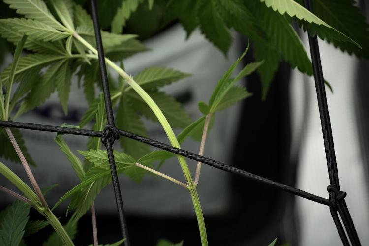 Pickle Lemon Haze F1 Zamnesia Pheno A. Week 5 - Pickle Lemon Haze F1 Pheno A scrog installation 