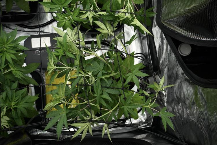Pickle Lemon Haze F1 Zamnesia Pheno A. Week 5 - Pickle Lemon Haze F1 Pheno A scrog installation 