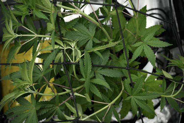 Pickle Lemon Haze F1 Zamnesia Pheno A. Week 5 - Pickle Lemon Haze F1 Pheno A scrog installation 
