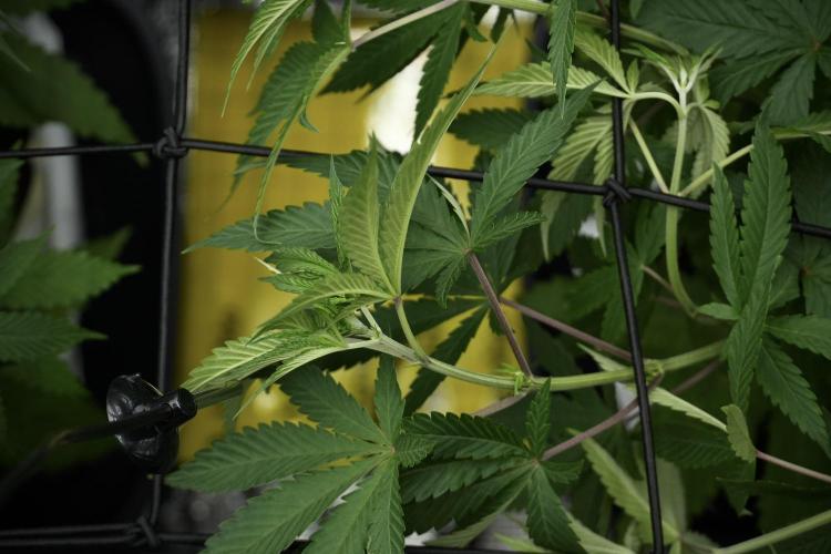 Pickle Lemon Haze F1 Zamnesia Pheno A. Week 5 - Pickle Lemon Haze F1 Pheno A scrog installation 