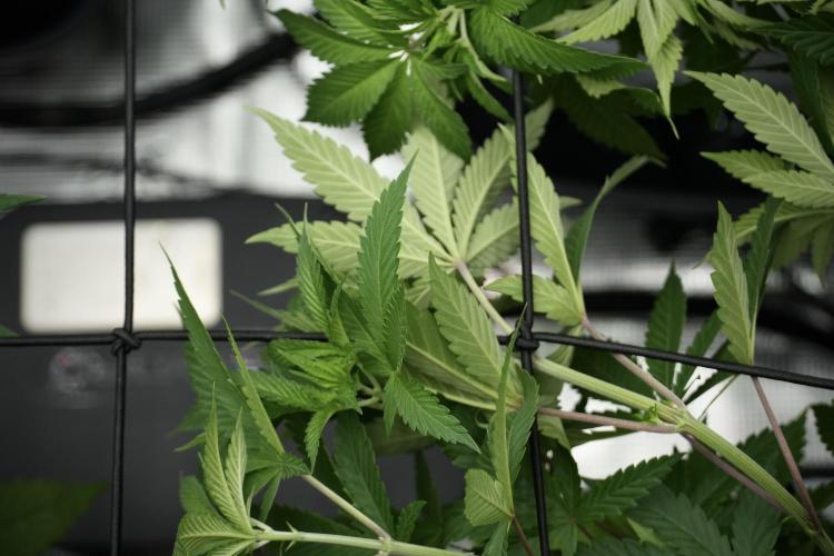 Pickle Lemon Haze F1 Zamnesia Pheno A. Week 5 - Pickle Lemon Haze F1 Pheno A scrog installation 