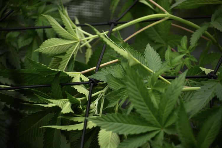 Pickle Lemon Haze F1 Zamnesia Pheno A. Week 5 - Pickle Lemon Haze F1 Pheno A scrog installation 