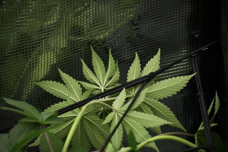 Pickle Lemon Haze F1 Zamnesia Pheno A. Week 5 - Pickle Lemon Haze F1 Pheno A scrog installation 