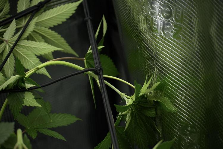 Pickle Lemon Haze F1 Zamnesia Pheno A. Week 5 - Pickle Lemon Haze F1 Pheno A scrog installation 