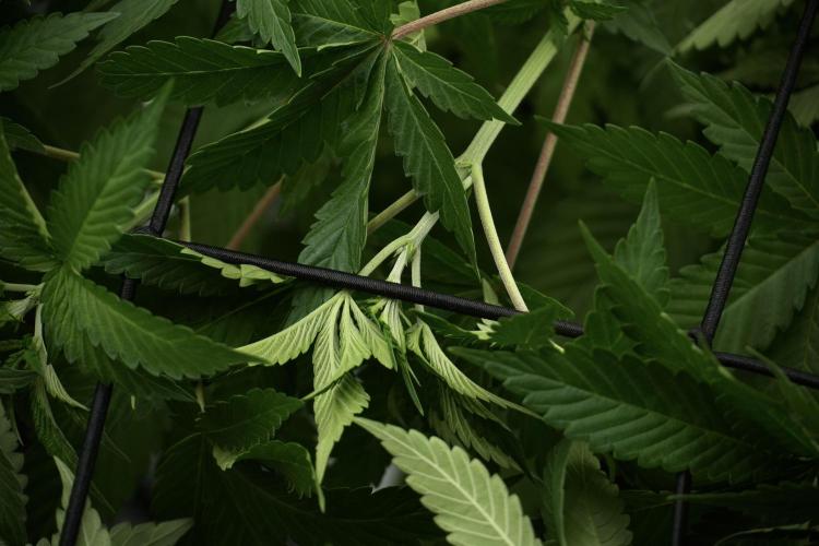 Pickle Lemon Haze F1 Zamnesia Pheno A. Week 5 - Pickle Lemon Haze F1 Pheno A scrog installation 