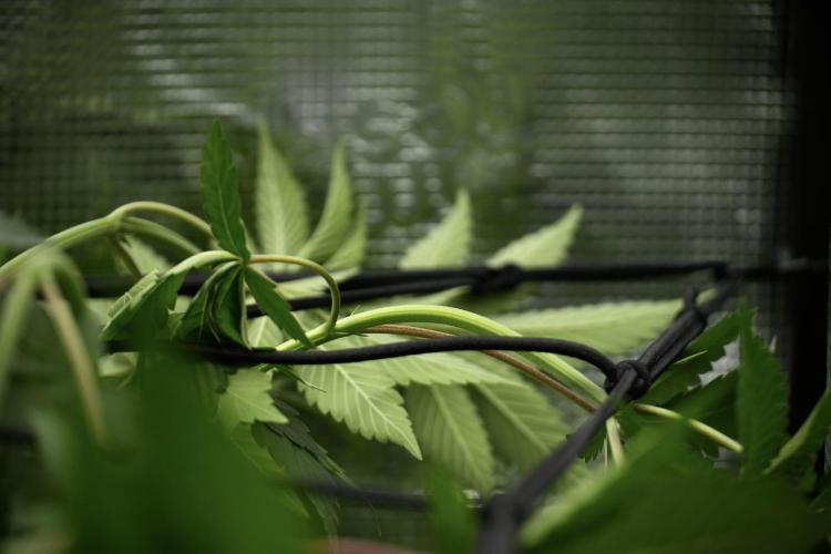 Pickle Lemon Haze F1 Zamnesia Pheno A. Week 5 - Pickle Lemon Haze F1 Pheno A scrog installation 