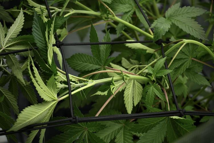 Pickle Lemon Haze F1 Zamnesia Pheno A. Week 5 - Pickle Lemon Haze F1 Pheno A scrog installation 