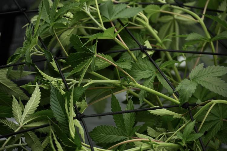 Pickle Lemon Haze F1 Zamnesia Pheno A. Week 5 - Pickle Lemon Haze F1 Pheno A scrog installation 