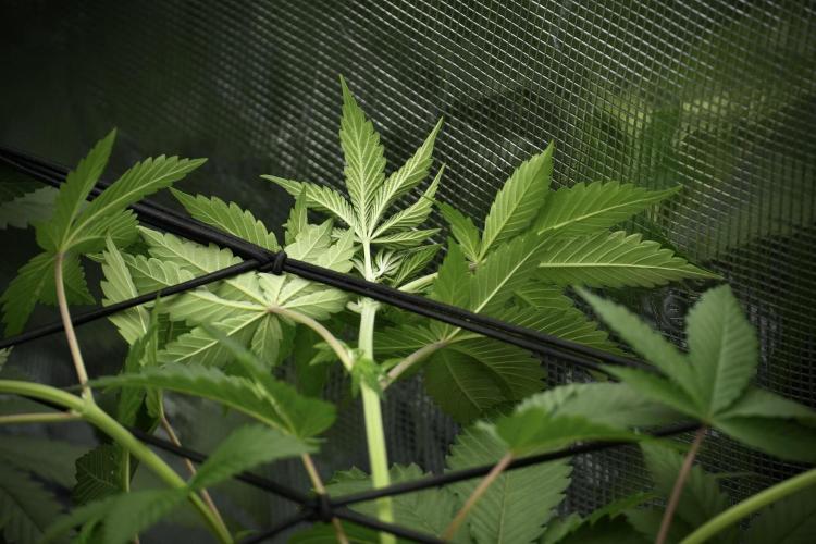 Pickle Lemon Haze F1 Zamnesia Pheno A. Week 5 - Pickle Lemon Haze F1 Pheno A scrog installation 