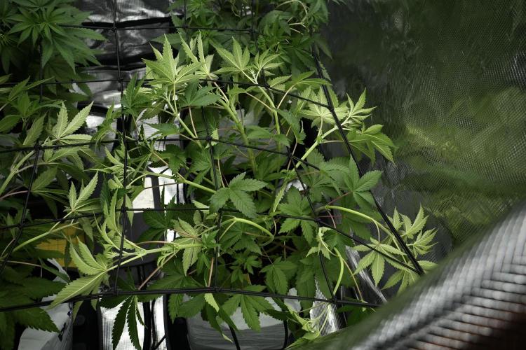 Pickle Lemon Haze F1 Zamnesia Pheno A. Week 5 - Pickle Lemon Haze F1 Pheno A scrog installation 