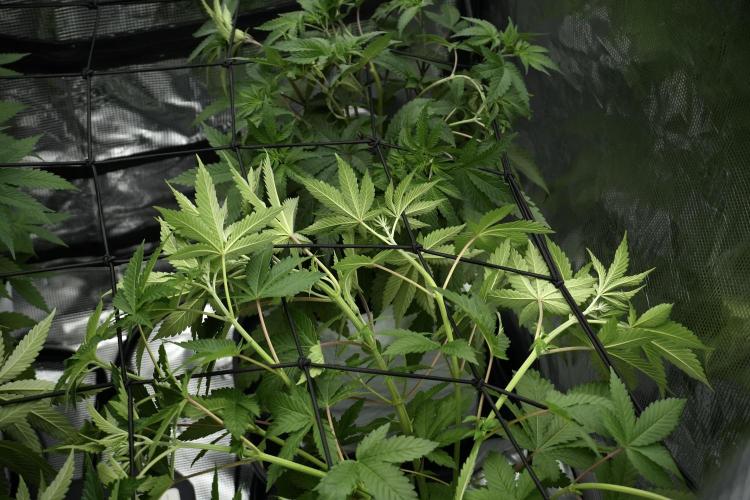 Pickle Lemon Haze F1 Zamnesia Pheno A. Week 5 - Pickle Lemon Haze F1 Pheno A scrog installation 