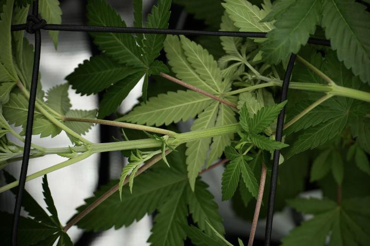 Pickle Lemon Haze F1 Zamnesia Pheno A. Week 5 - Pickle Lemon Haze F1 Pheno A scrog installation 