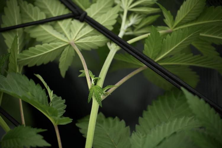 Pickle Lemon Haze F1 Zamnesia Pheno A. Week 5 - Pickle Lemon Haze F1 Pheno A scrog installation 