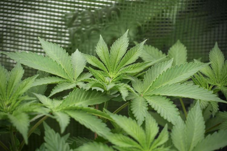 Pheno B Pickle Lemon Haze F1 Zamnesia. Week 5 - Pickle Lemon Haze F1 – Pheno B the bushy one 