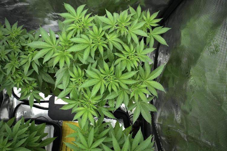 Pheno B Pickle Lemon Haze F1 Zamnesia. Week 5 - Pickle Lemon Haze F1 – Pheno B the bushy one 