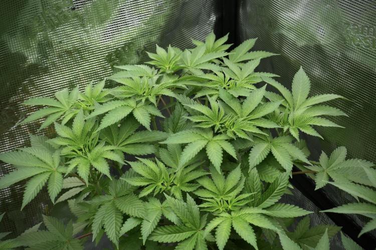 Pheno B Pickle Lemon Haze F1 Zamnesia. Week 5 - Pickle Lemon Haze F1 – Pheno B the bushy one 