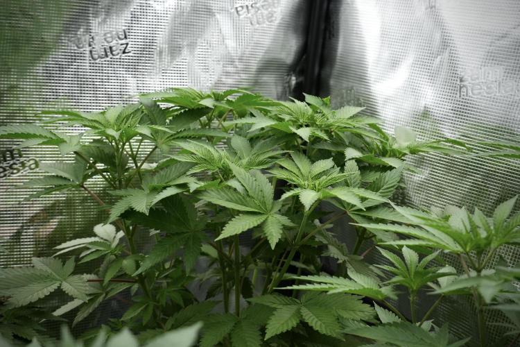 Pheno B Pickle Lemon Haze F1 Zamnesia. Week 5 - Pickle Lemon Haze F1 – Pheno B the bushy one 