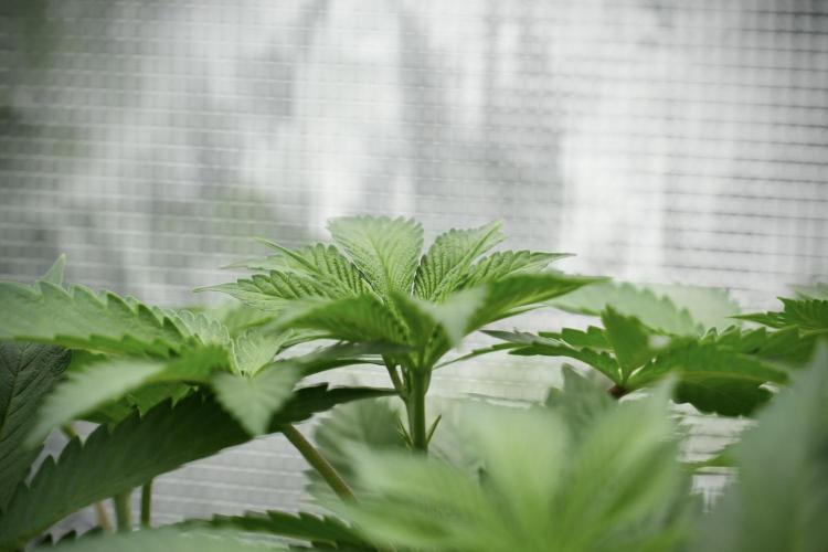 Pheno B Pickle Lemon Haze F1 Zamnesia. Week 5 - Pickle Lemon Haze F1 – Pheno B the bushy one 