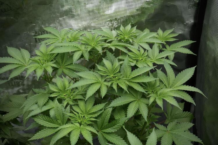 Pheno B Pickle Lemon Haze F1 Zamnesia. Week 5 - Pickle Lemon Haze F1 – Pheno B the bushy one 