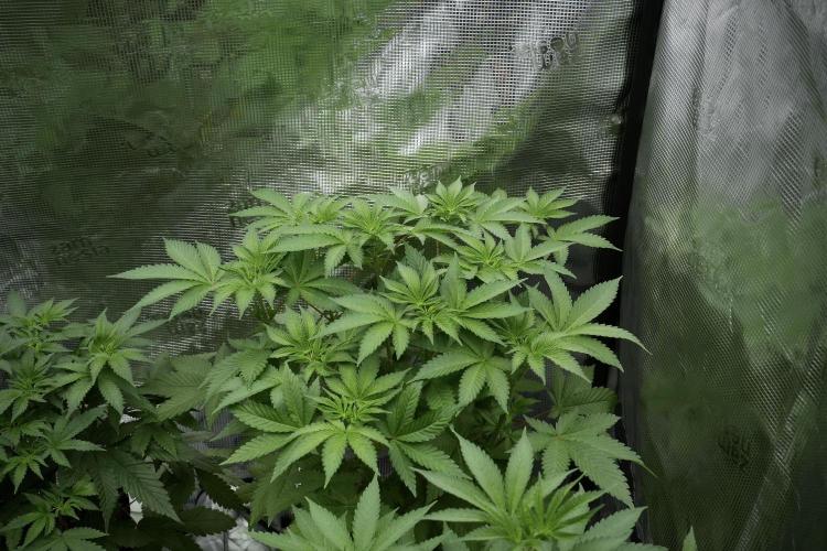 Pheno B Pickle Lemon Haze F1 Zamnesia. Week 5 - Pickle Lemon Haze F1 – Pheno B the bushy one 