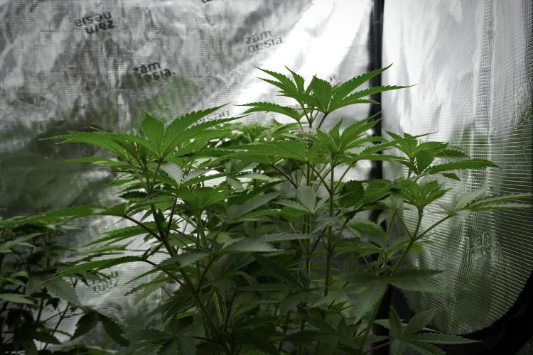 Pheno B Pickle Lemon Haze F1 Zamnesia. Week 5 - Pickle Lemon Haze F1 – Pheno B the bushy one 